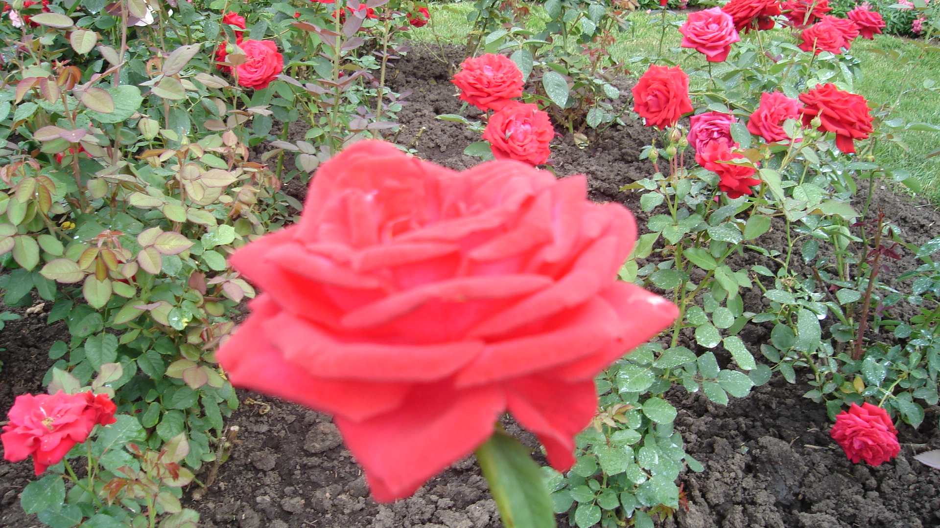 DSC00871.JPG