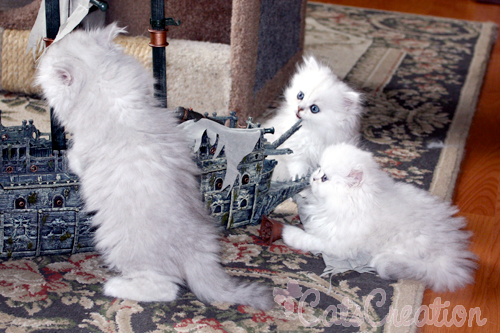 3_persian_kittens_whit_ship.jpg