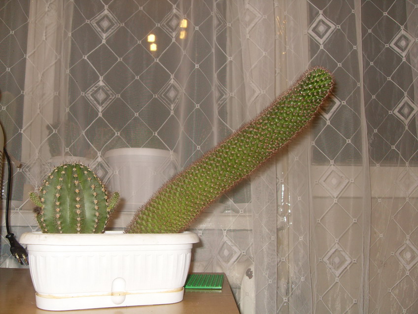 пизанец.jpg