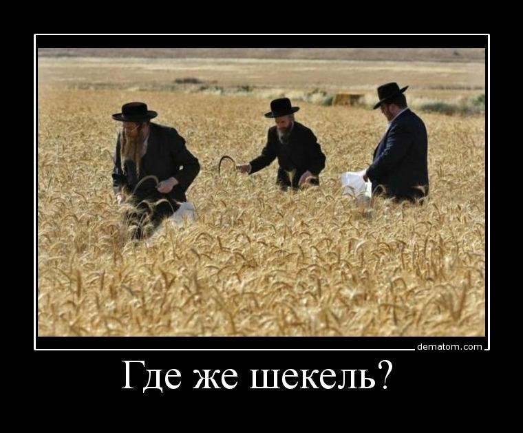 317974-gde_je_shekeli.jpg