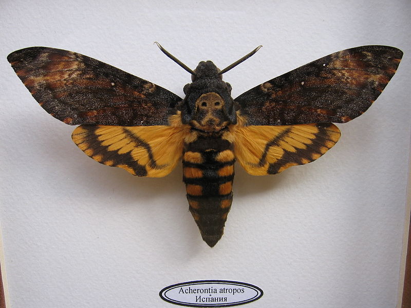 800px-Acherontia_atropos_orig.jpeg