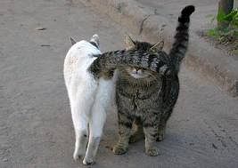 getImageCAAPTSRA.jpg
