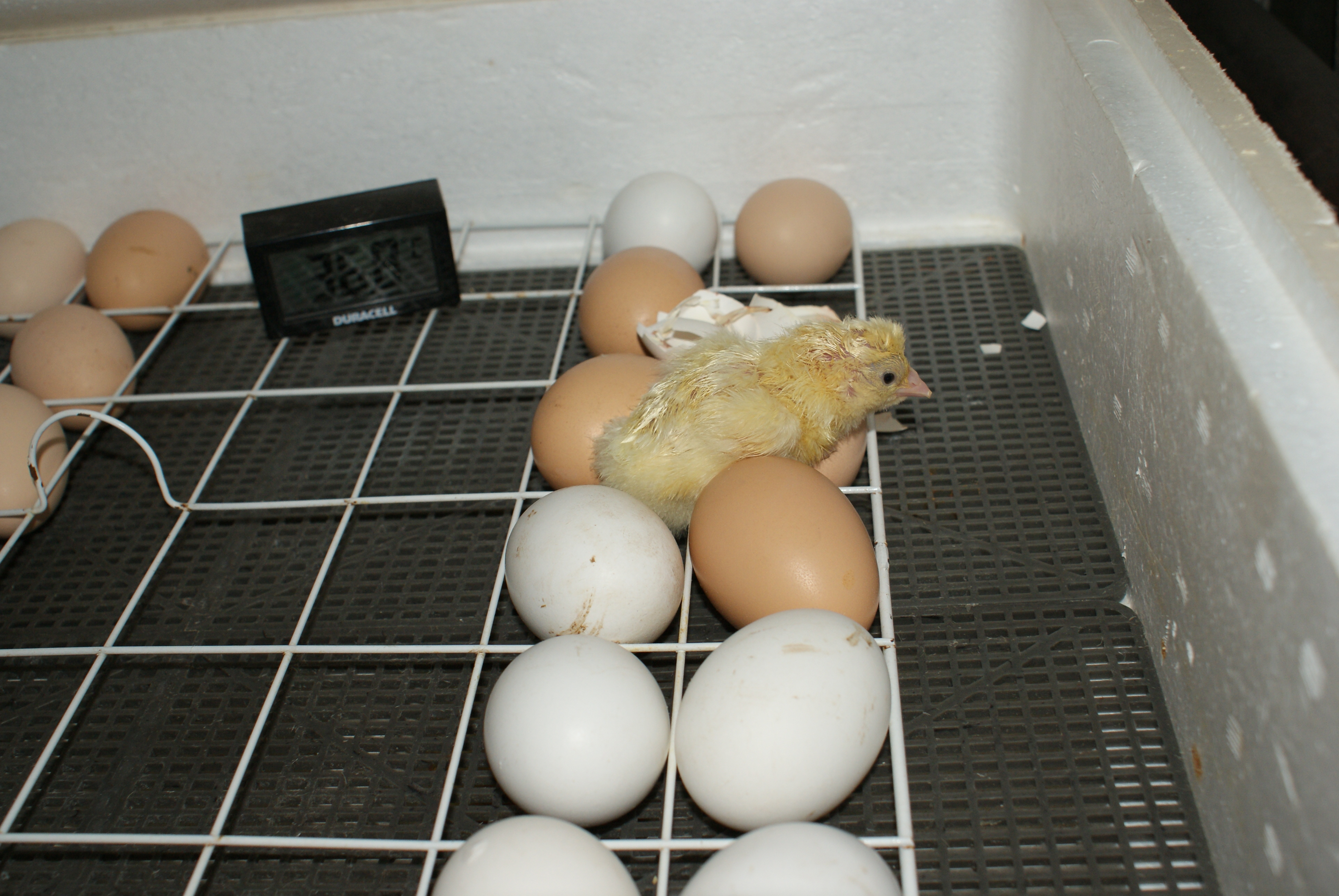 DSC01094.JPG