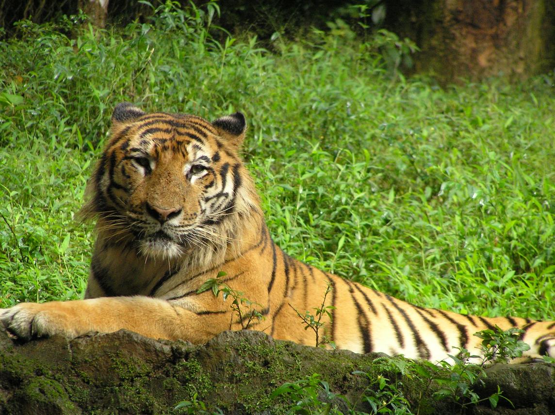 Dacha_Safari__73_.jpg