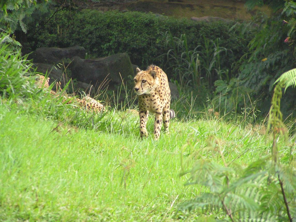 Dacha_Safari__76_.jpg