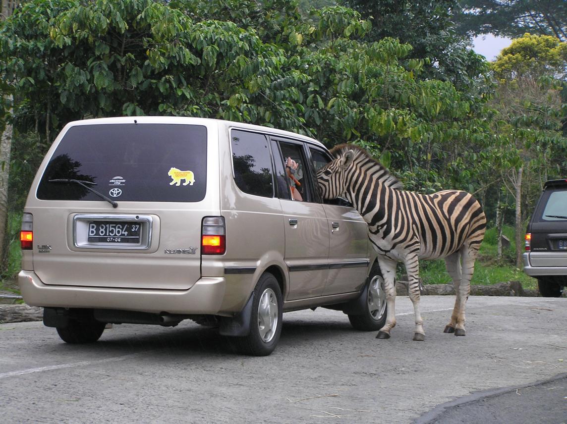 Dacha_Safari__38_.jpg