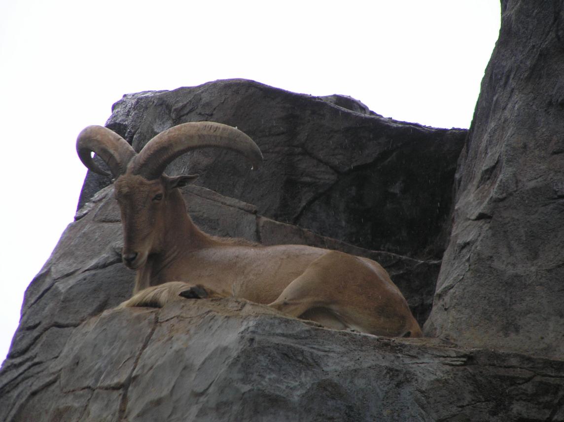 Dacha_Safari__85_.jpg