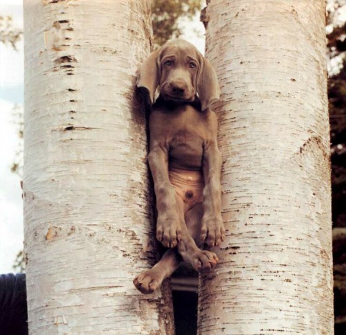 10_03_2009_0898828001236709891_william_wegman.jpg