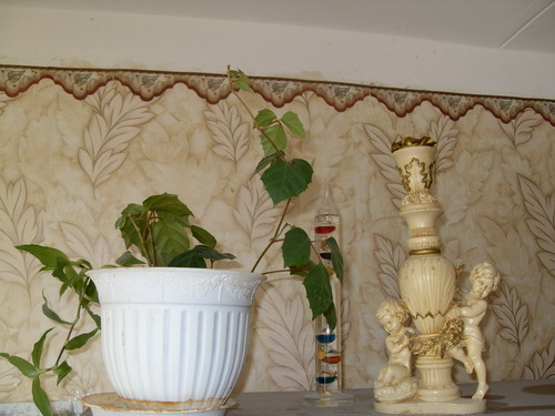 SDC13679.jpg