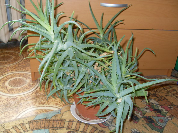 SDC13680.jpg