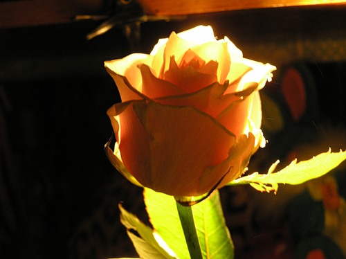 0_b3b5_efe3dcf6_L.jpg