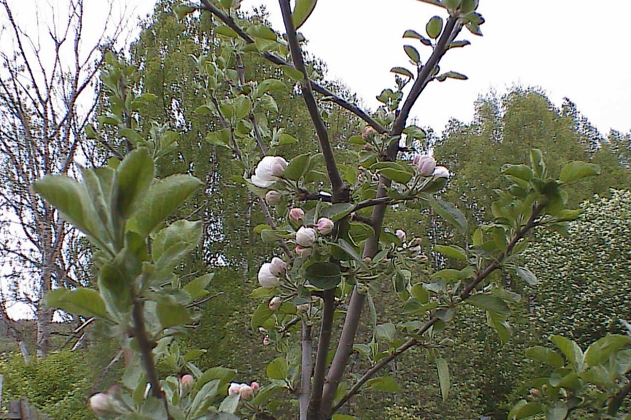 HPNX2006.JPG