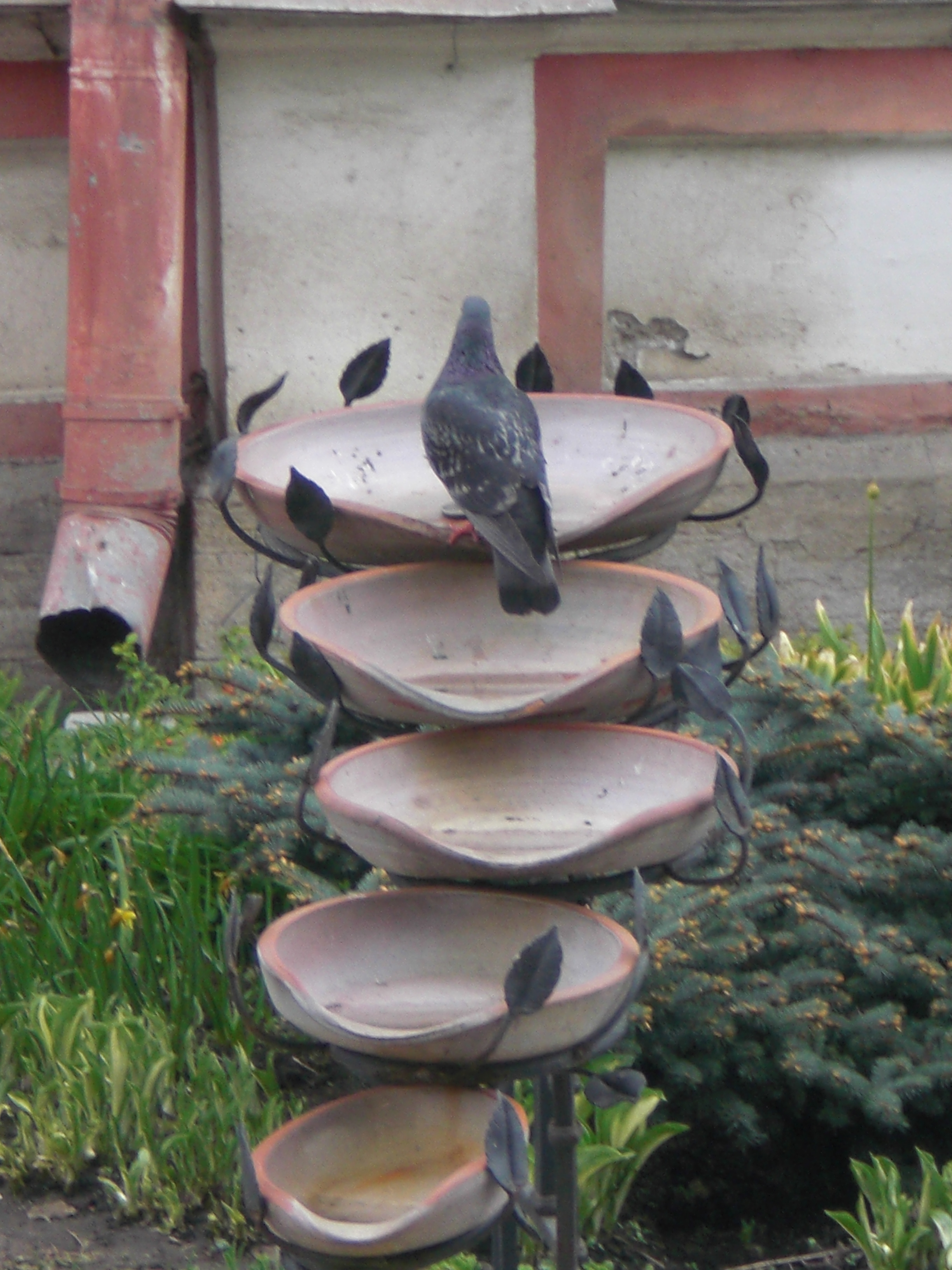 CIMG0295.JPG