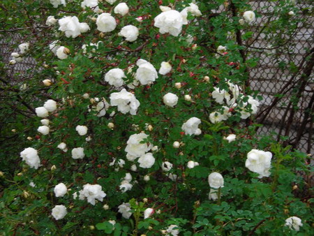 DSCN2114.jpg