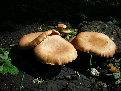 DSCN2208.jpg