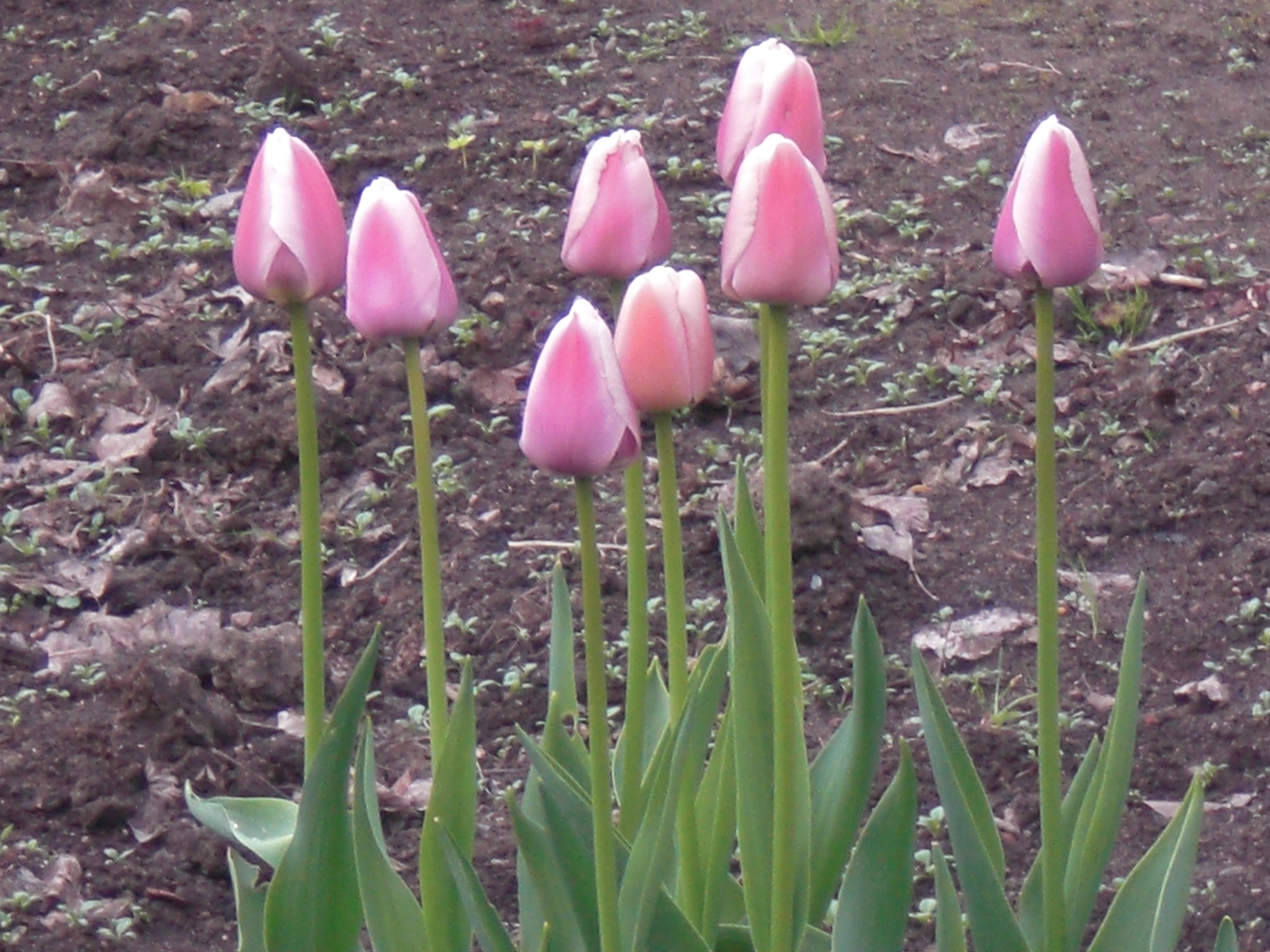 CIMG0311.JPG