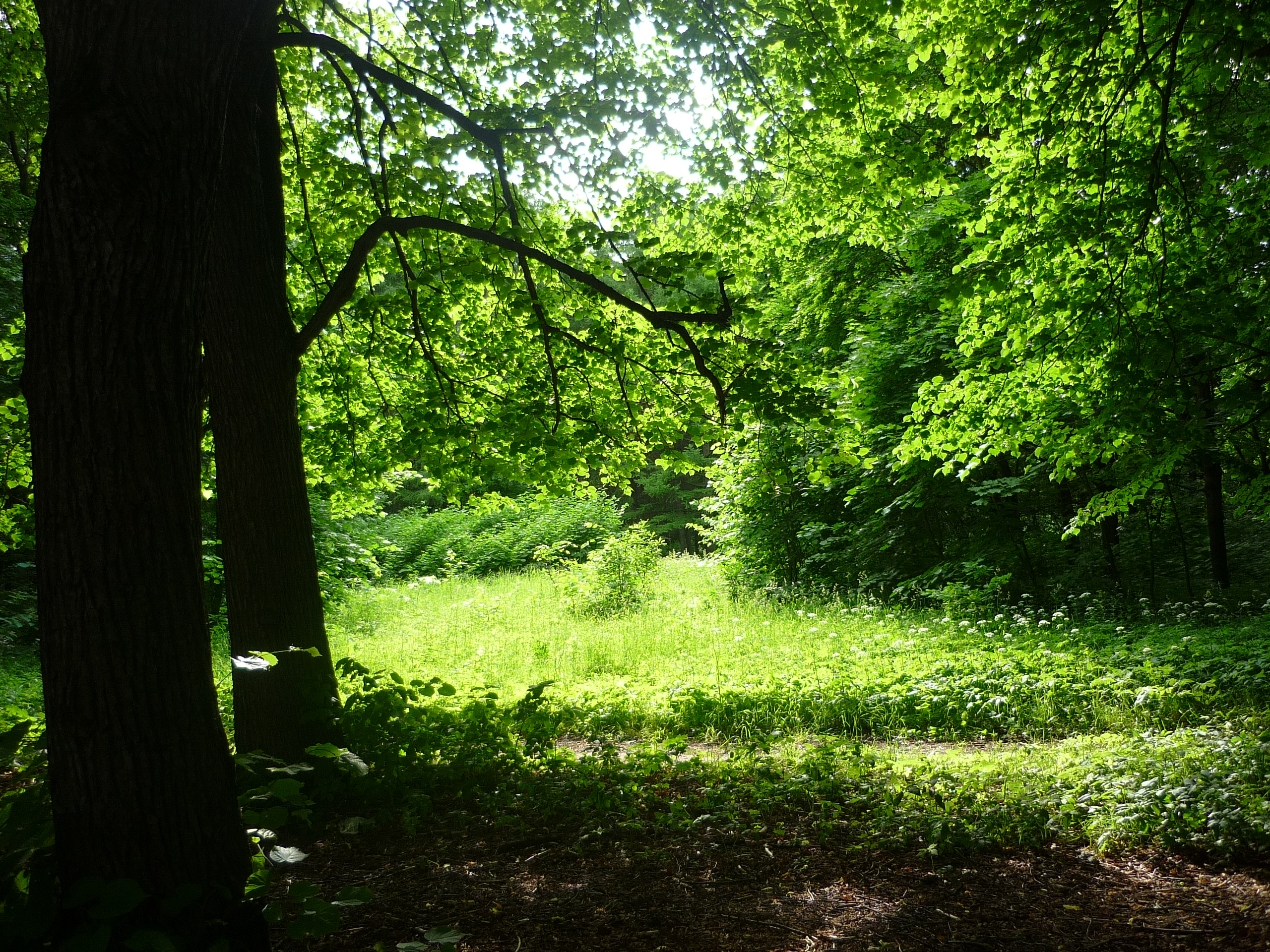 P1020971.JPG