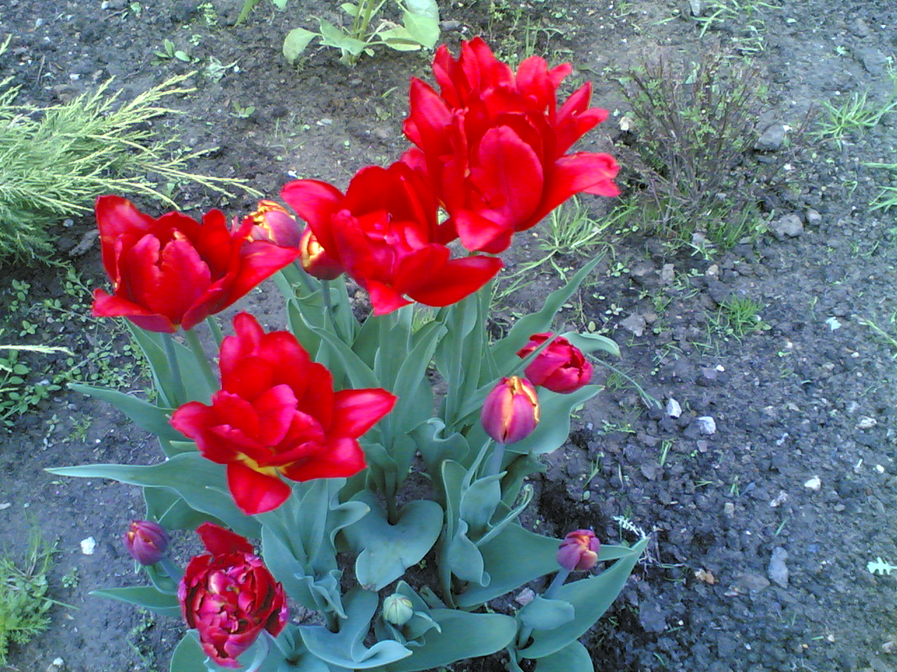 28052006_001_.jpg