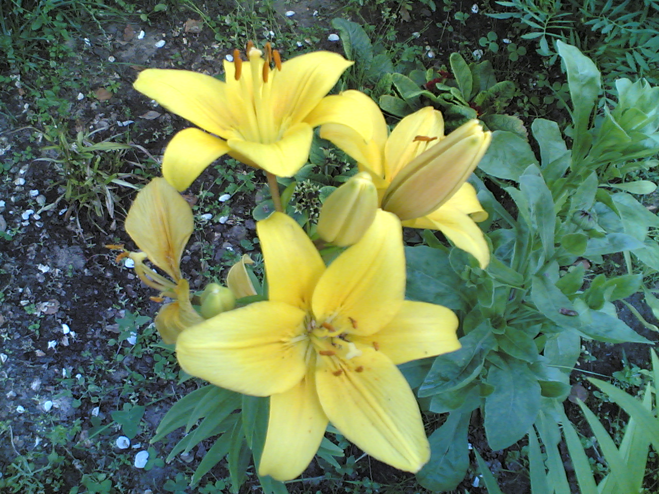 23072006.jpg