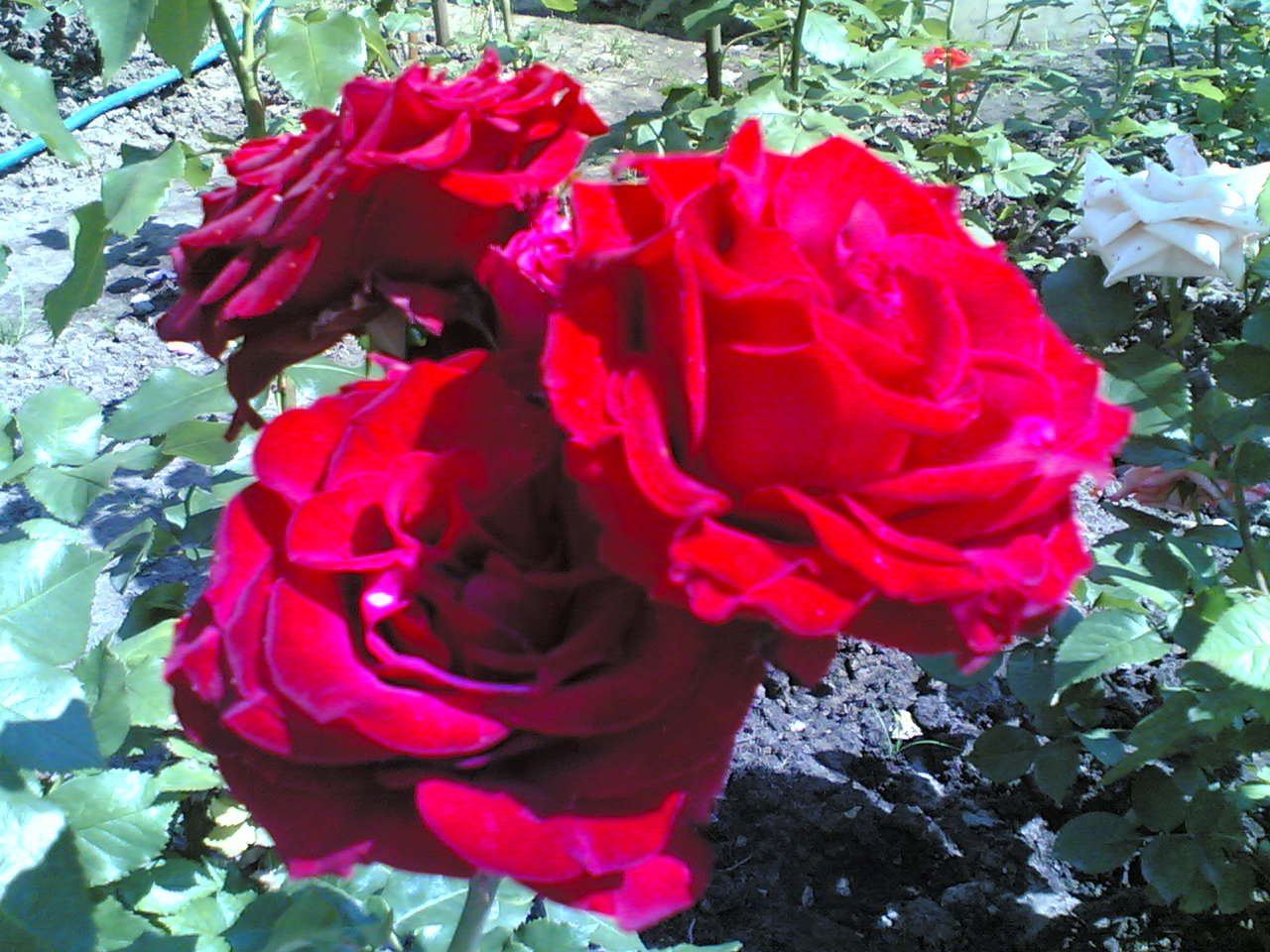 08072006_001_.jpg