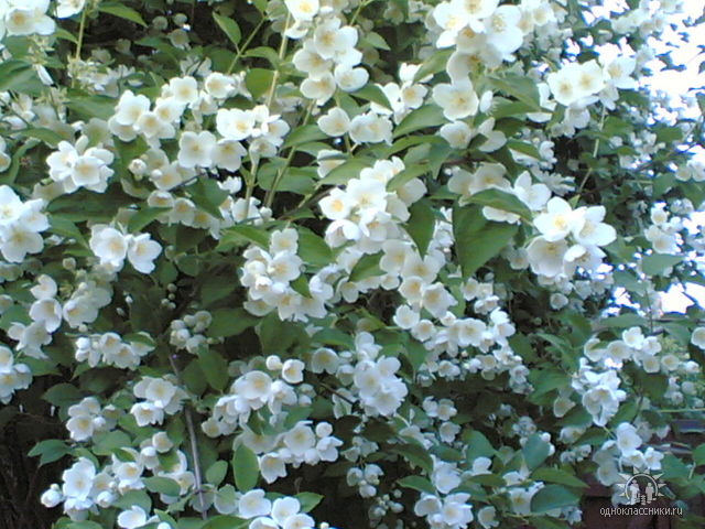 Jasmine.jpg