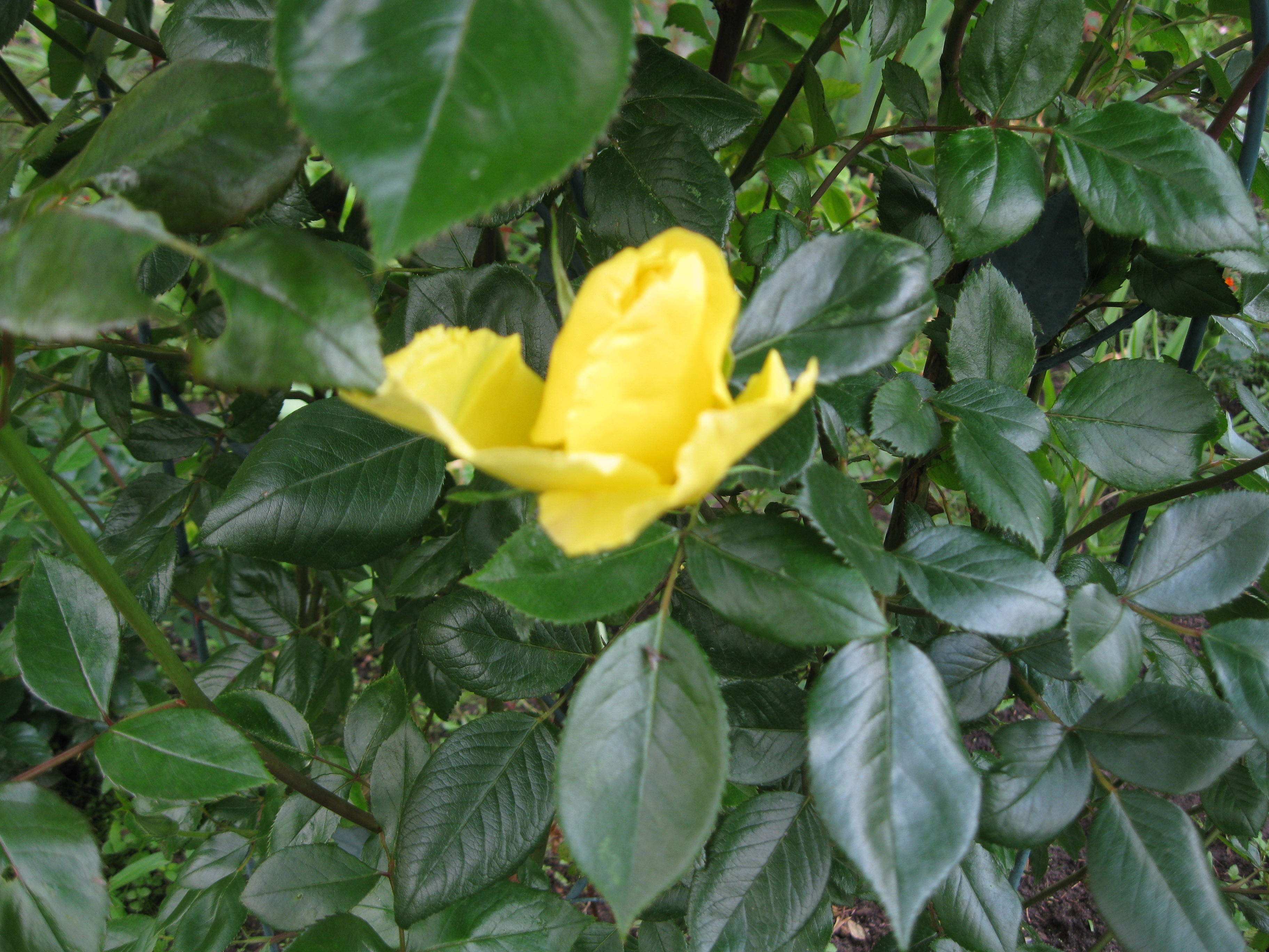 ____________033.jpg