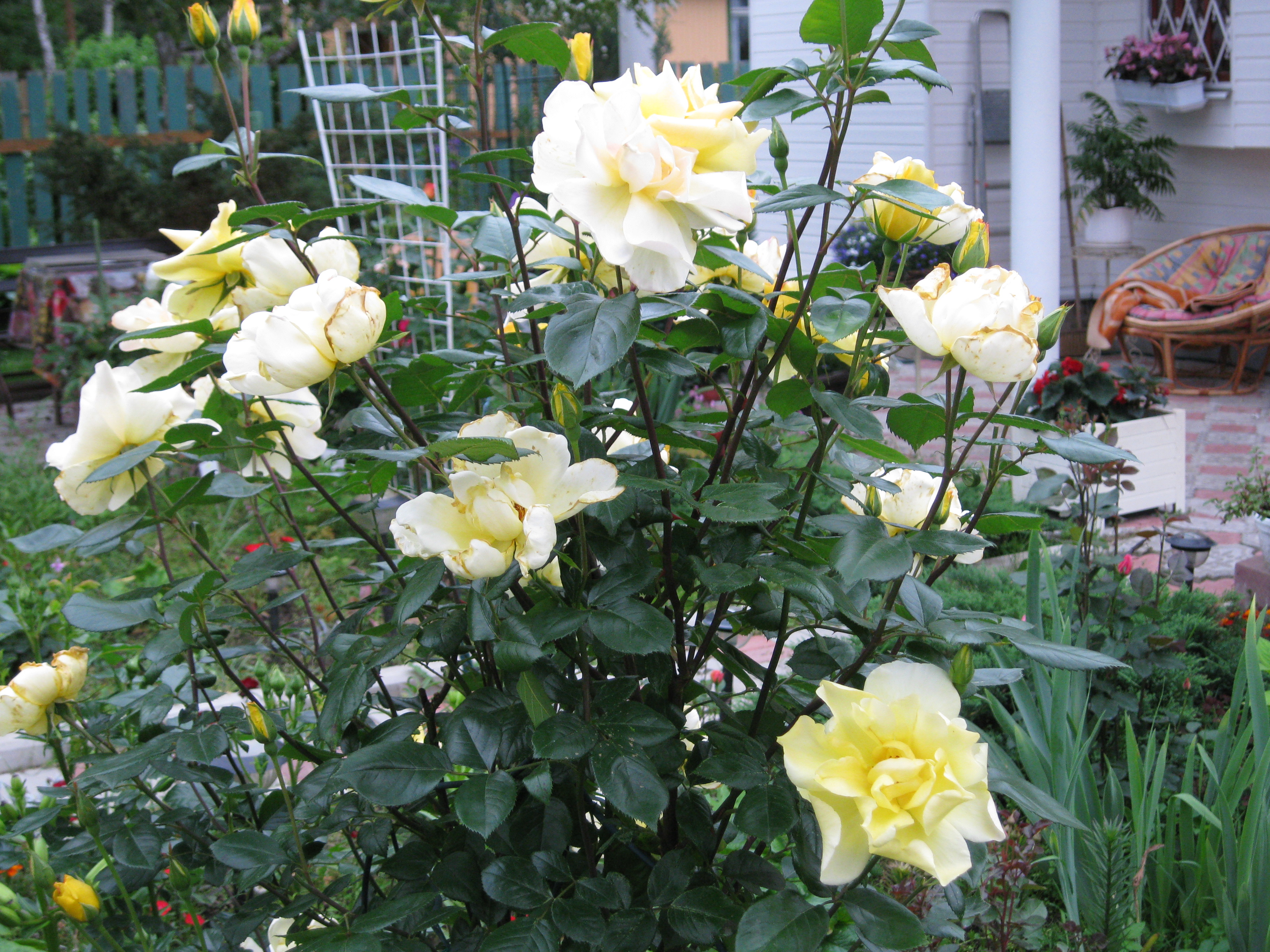 ____________043.jpg