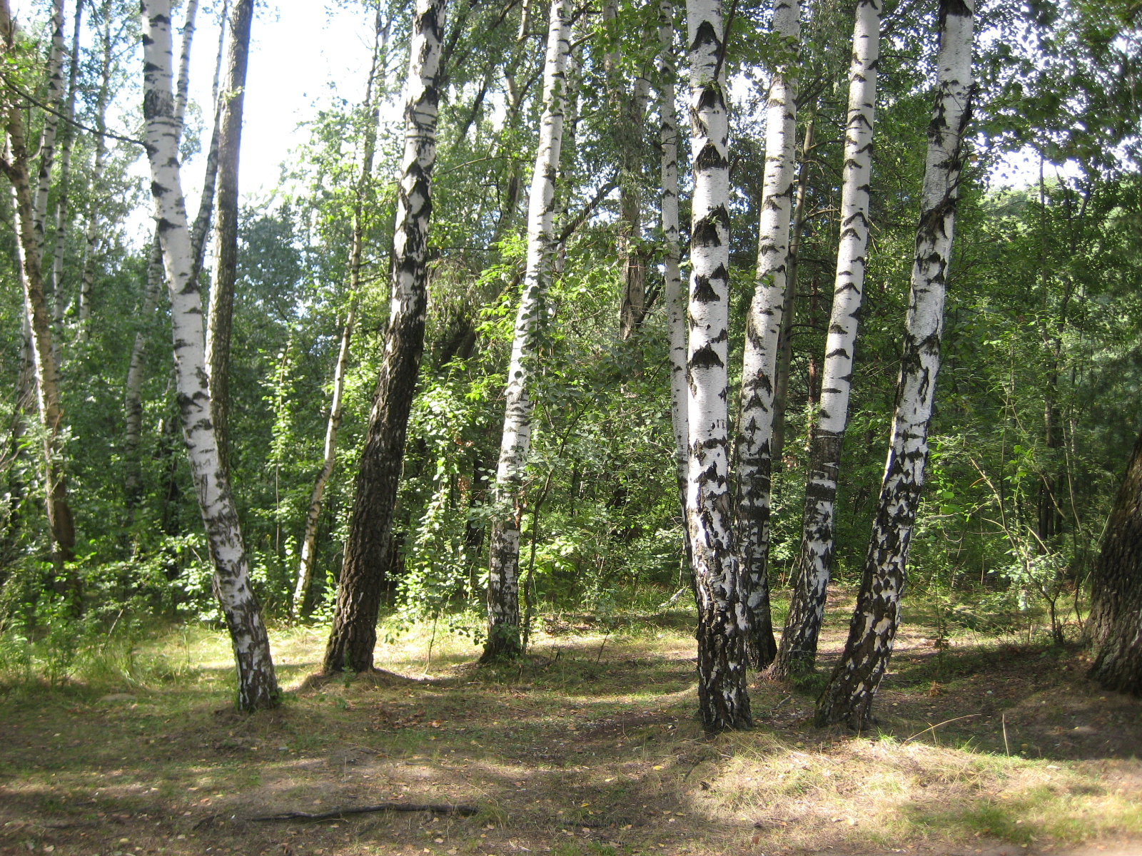 IMG_2235.jpg