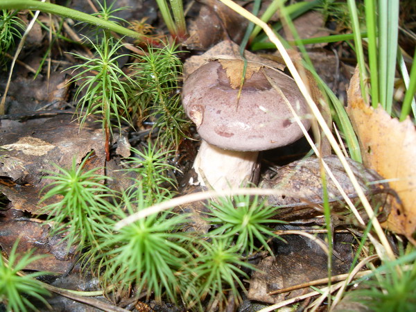 SDC14520.jpg