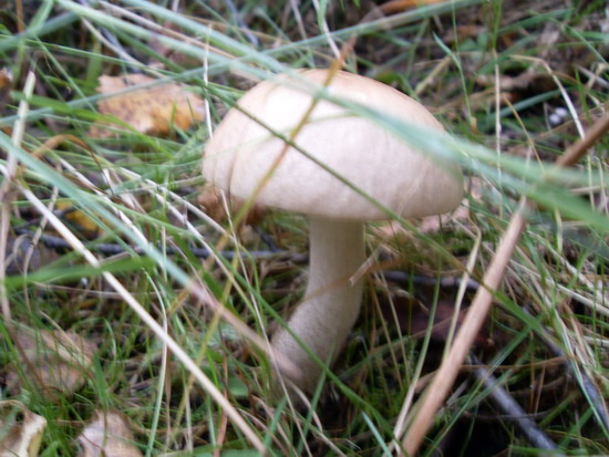 SDC14568.jpg