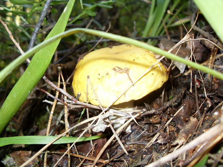 SDC14525.jpg