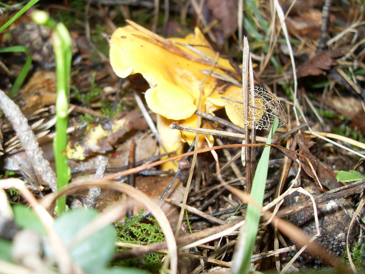 SDC14537.jpg