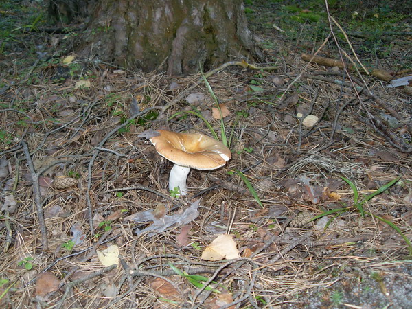 SDC14552.jpg