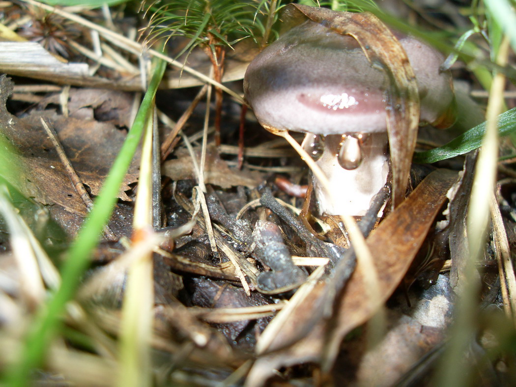 SDC14521.jpg