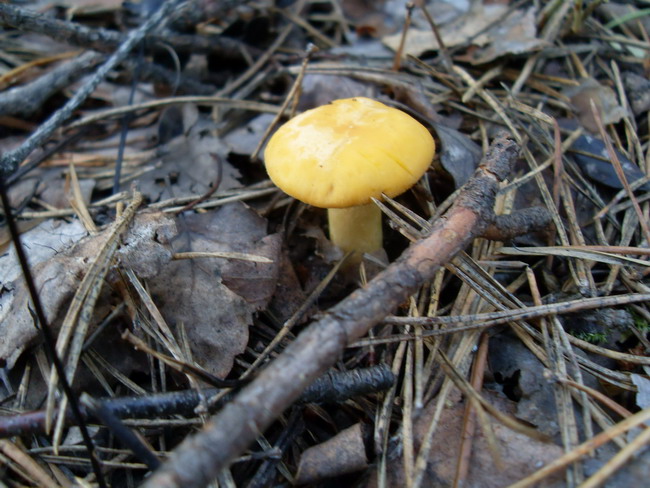 SDC14554.jpg