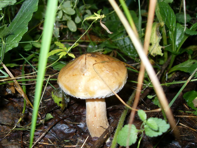 SDC14551.jpg
