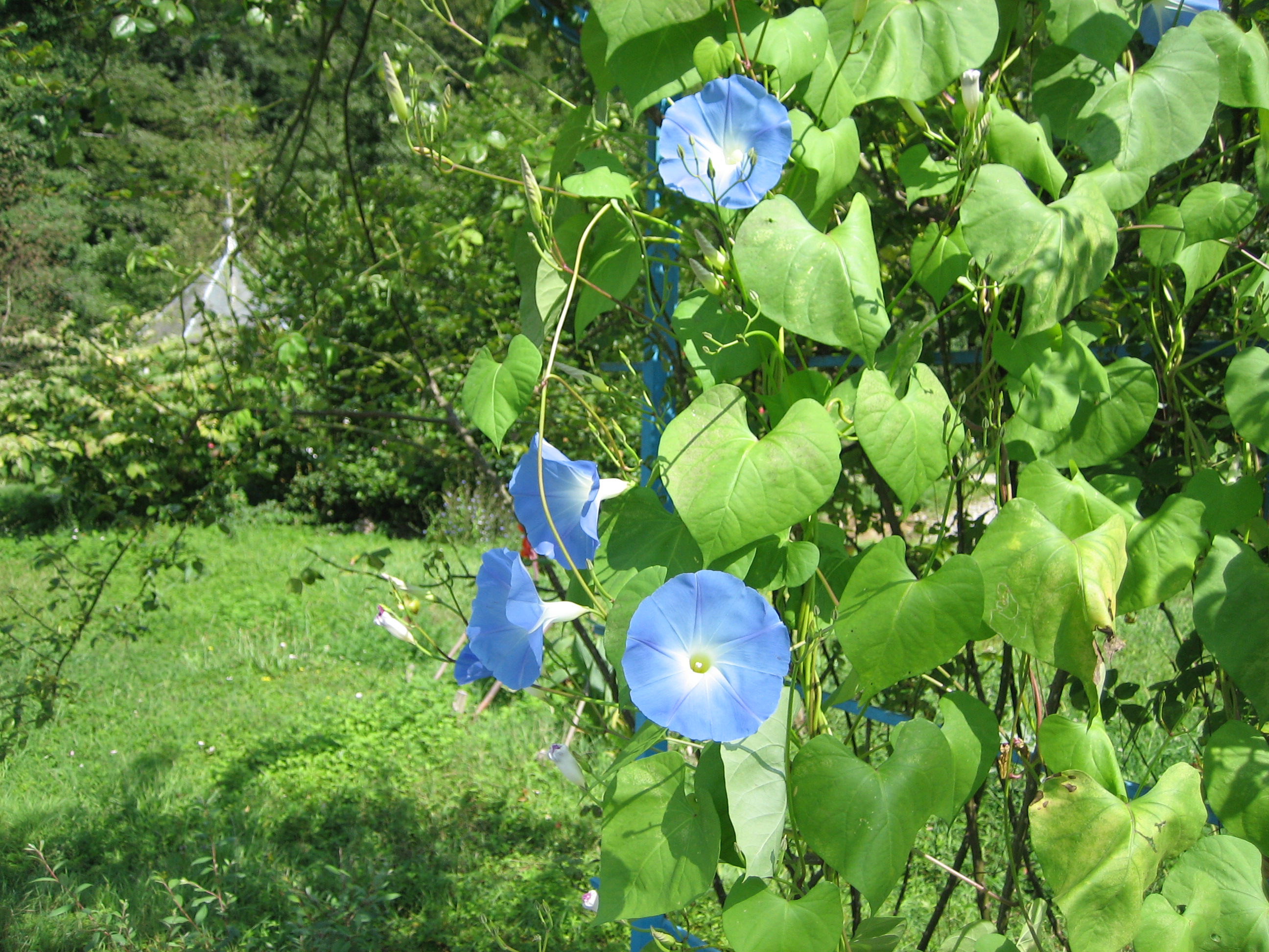 _____2009_1_______050.jpg