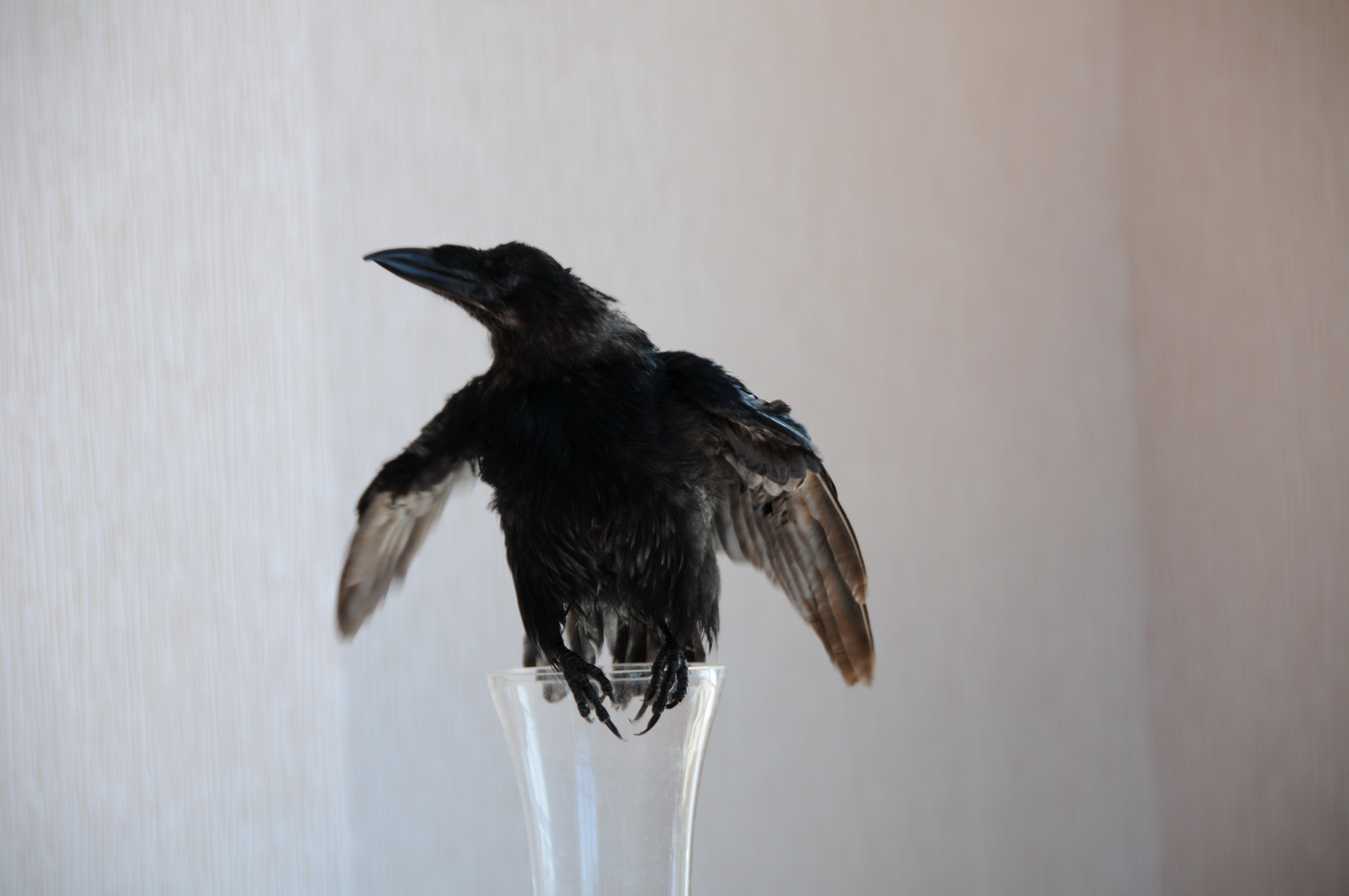 DSC_0290.JPG