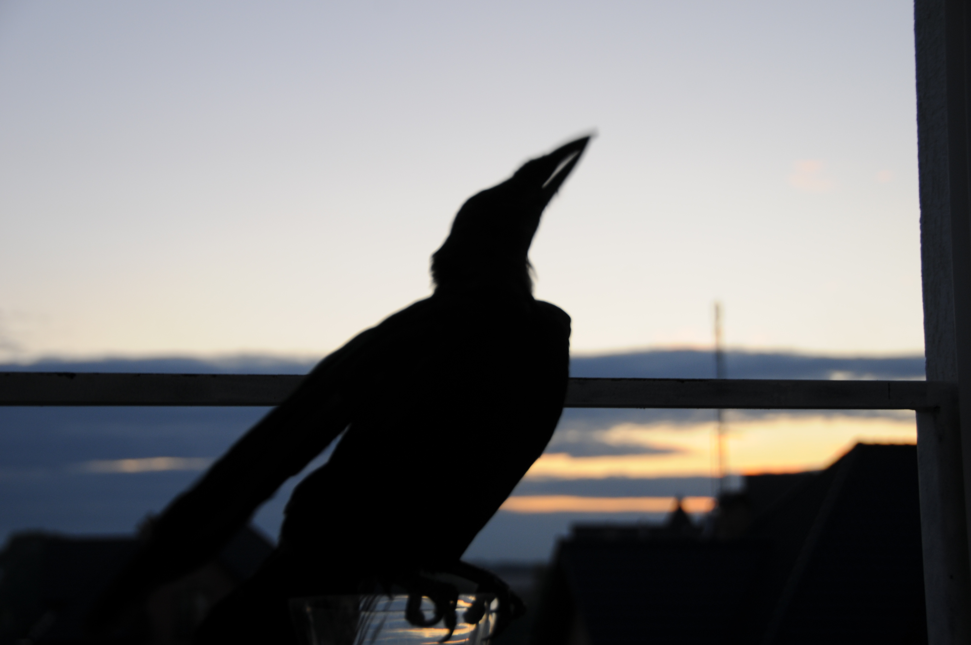 DSC_0370.JPG
