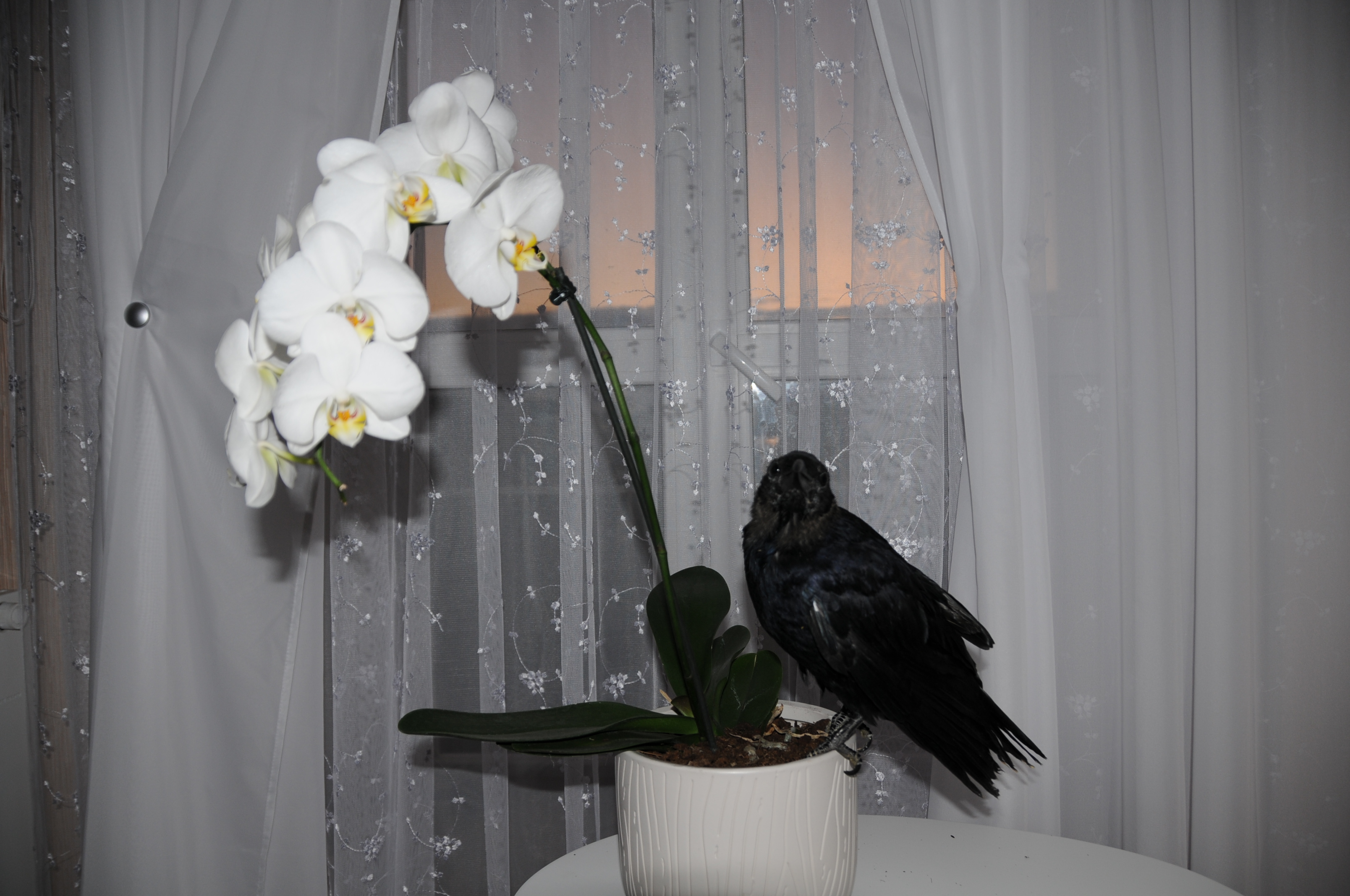 DSC_0394.JPG