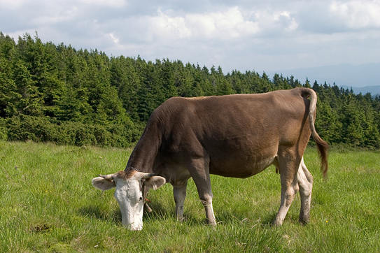cow_002.jpg