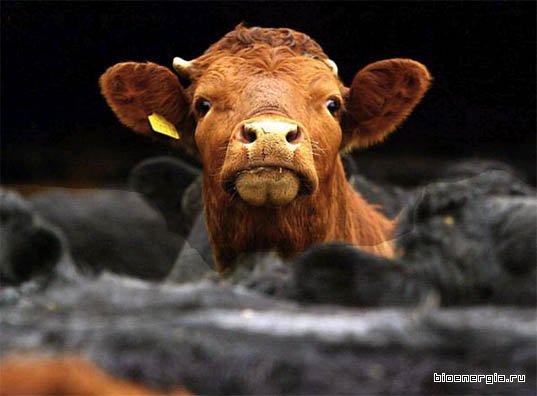 1250637688_cows2.jpg