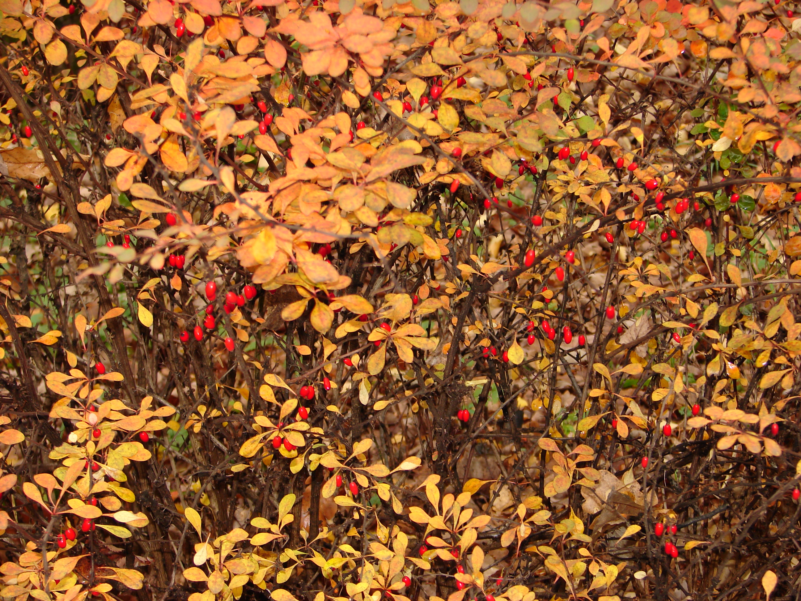 DSC09171.JPG