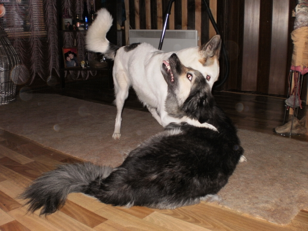 P1010036.JPG
