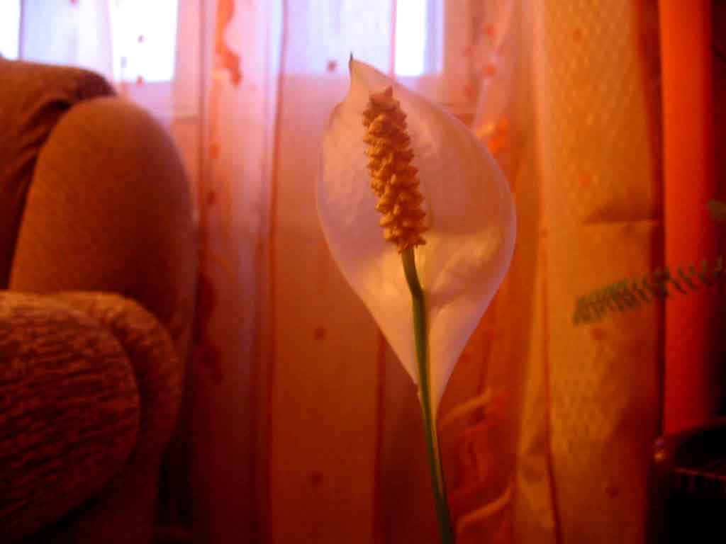 IMG_7504.JPG