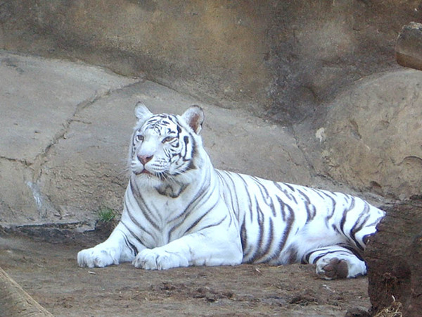 tiger11111_1_.jpg