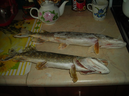 DSCN2821.jpg
