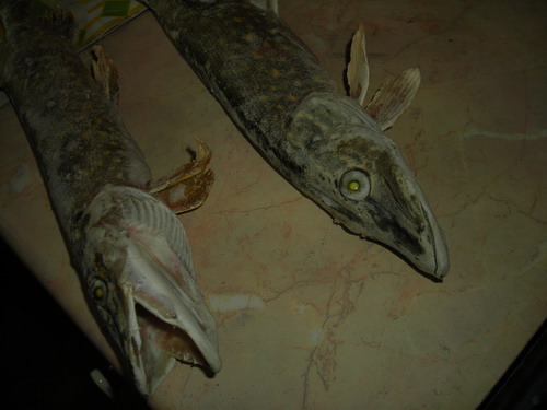 DSCN2823.jpg