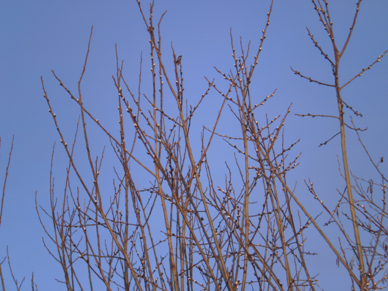 P1010758.JPG