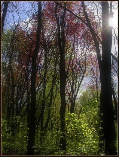 forest53.jpg